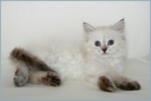 Female Siberian Kitten from Deedlebug Siberians